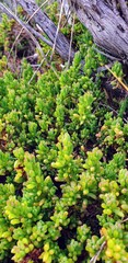 Threlkeldia diffusa