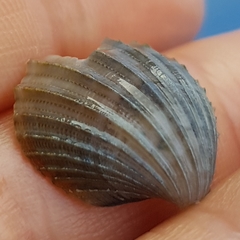 Acanthocardia paucicostata