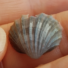 Acanthocardia paucicostata