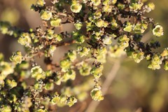 Maireana pyramidata
