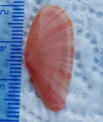 Moerella pulchella
