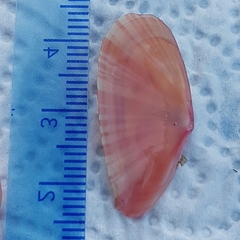 Moerella pulchella