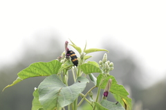 Hycleus biundulatus