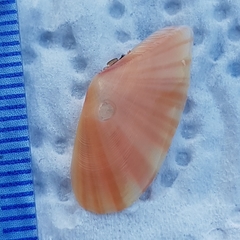 Moerella pulchella