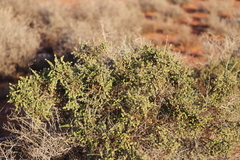 Maireana pyramidata