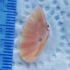 Moerella pulchella