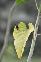 Hycleus biundulatus