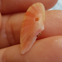 Moerella pulchella