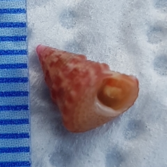 Jujubinus exasperatus