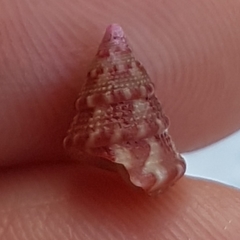 Jujubinus exasperatus