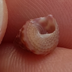 Jujubinus exasperatus