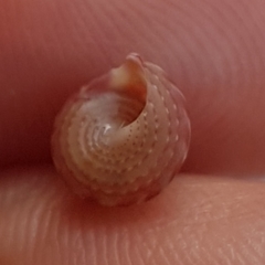 Jujubinus exasperatus