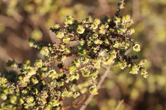 Maireana pyramidata