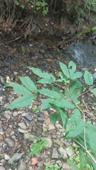 Acer mandshuricum