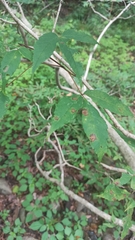 Acer mandshuricum