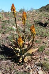 Aloe microstigma microstigma