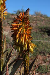Aloe microstigma microstigma