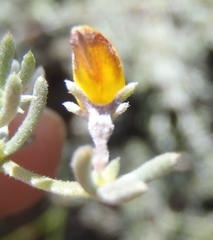 Aspalathus digitifolia