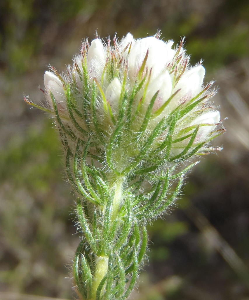 Aspalathus cerrhantha