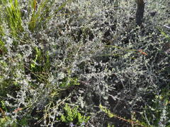 Aspalathus digitifolia