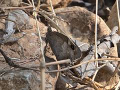 Hipparchia statilinus