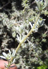 Aspalathus digitifolia