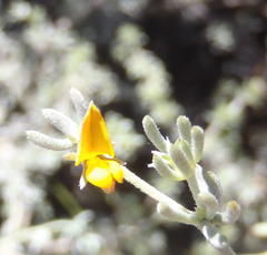 Aspalathus digitifolia