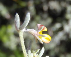 Aspalathus digitifolia