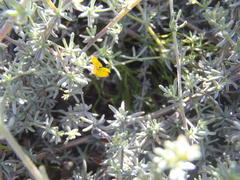 Aspalathus digitifolia