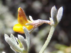 Aspalathus digitifolia