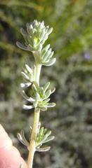 Aspalathus digitifolia