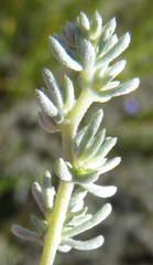 Aspalathus digitifolia