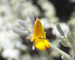 Aspalathus digitifolia