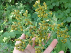 Pentanema squarrosum