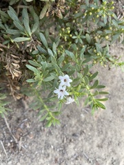 Myoporum parvifolium