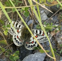 Parnassius hardwickii