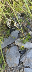 Parnassius hardwickii