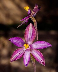 Thelymitra spiralis