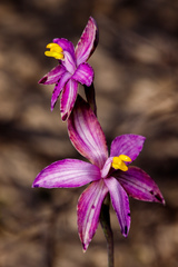 Thelymitra spiralis