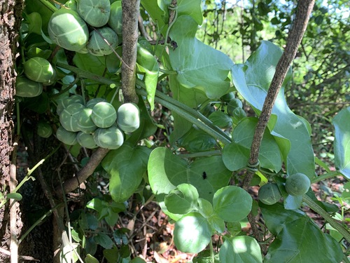 Adenia hastata image