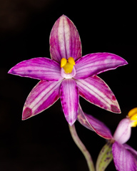 Thelymitra spiralis