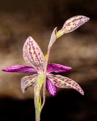 Thelymitra spiralis