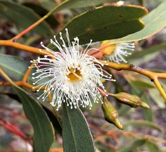 Eucalyptus incrassata