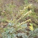 Artemisia armeniaca - Photo (c) Елена Солдатова, algunos derechos reservados (CC BY-NC), subido por Елена Солдатова