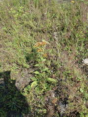 Pentanema squarrosum