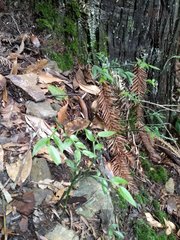 Vaccinium japonicum lasiostemon