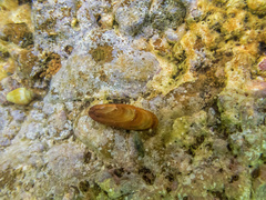 Lithophaga lithophaga