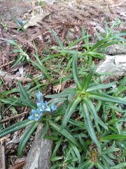 Gentiana davidii