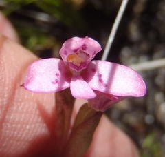 Disa vaginata