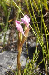 Disa vaginata